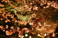 京都府立植物園　ライトアップ