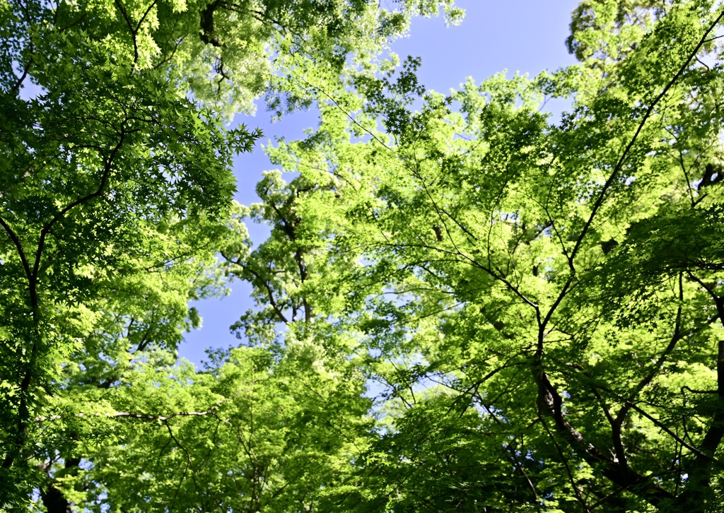 北野天満宮あおもみじ