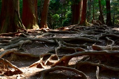 木の根を踏まずに