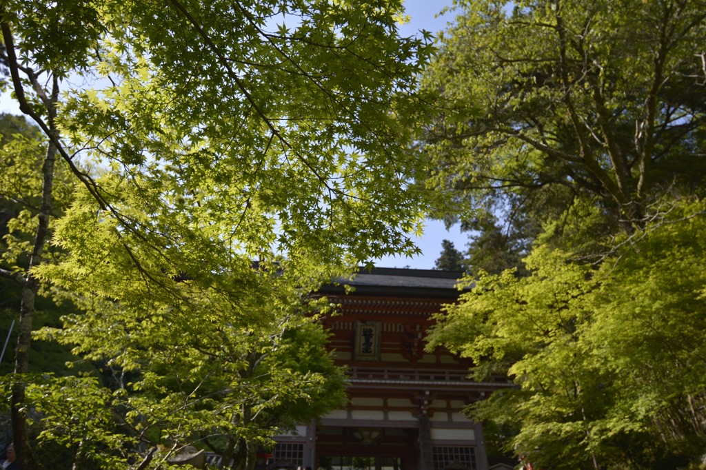 青紅葉の鞍馬寺