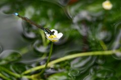 水辺は夏模様