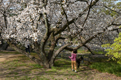 小さなお花見