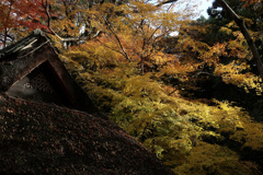 行く秋を惜しむ Ⅱ