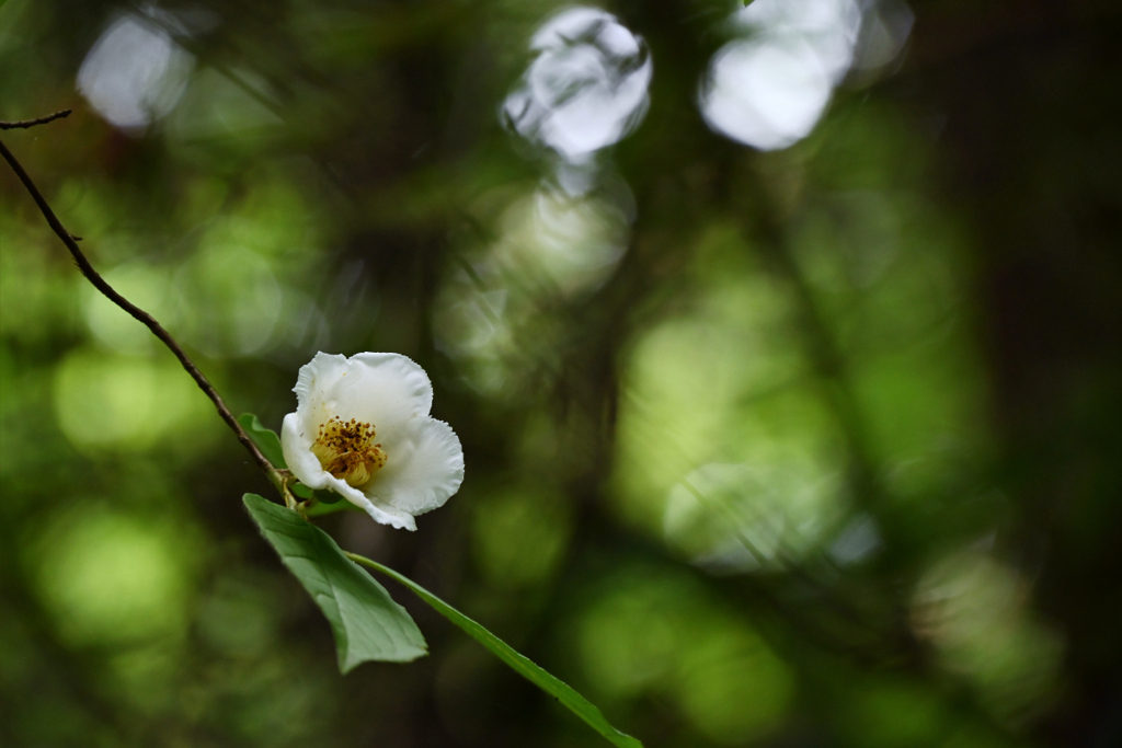 夏の木漏れ日の中で