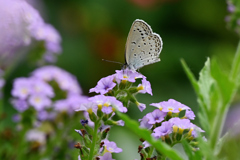 うすむらさきの花が好き