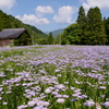 暑い夏が好き