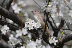 白い花が好き