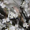 白い花が好き