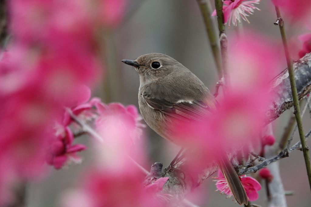 梅の香りに包まれて