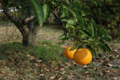 秋が残してくれたもの Ⅲ