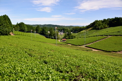 茶畑に秋の気配