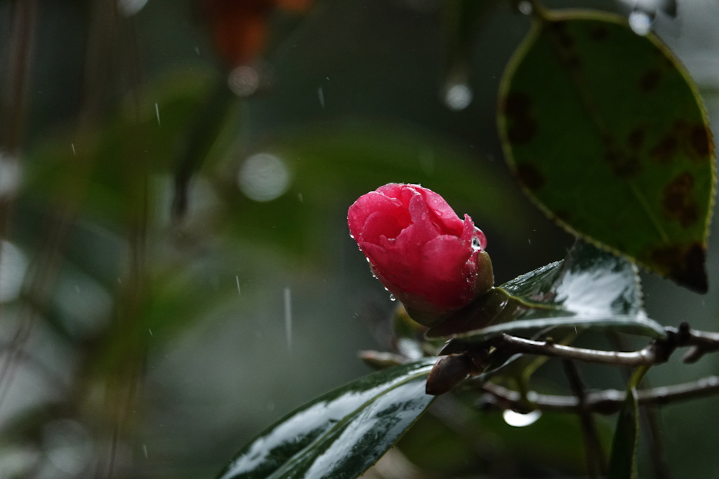 雨の中で