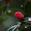 雨の中で