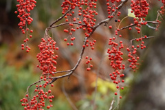 秋の名残の中で