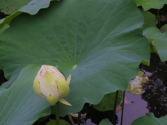 IMGP0135