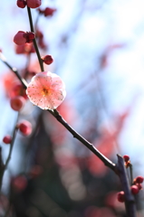 紅梅