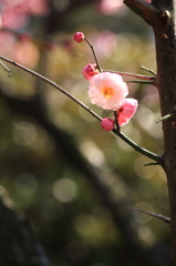 紅梅