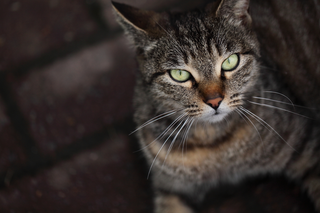 ねこ