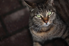 ねこ