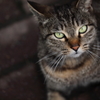ねこ