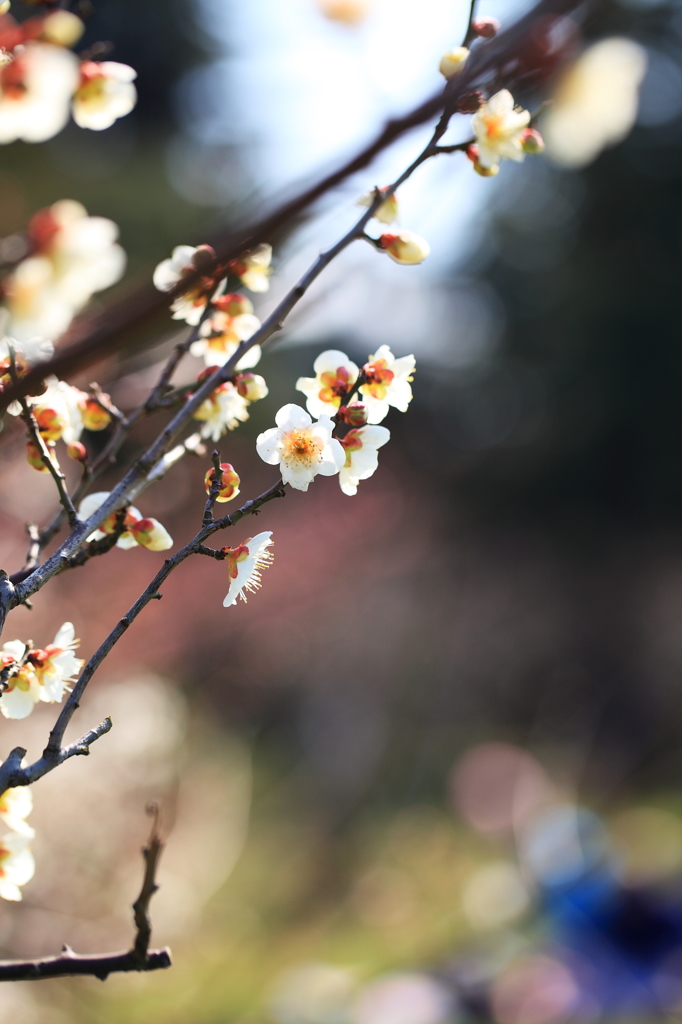 梅花