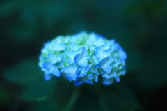 梦幻的花