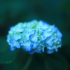 梦幻的花