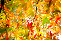 紅葉③