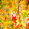 紅葉③