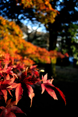 紅葉⑤