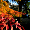 紅葉⑤