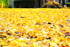 紅葉①