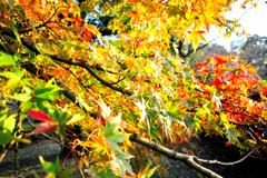 紅葉②