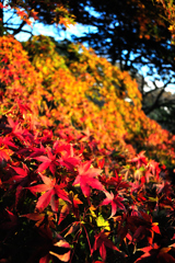 紅葉④
