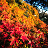 紅葉④