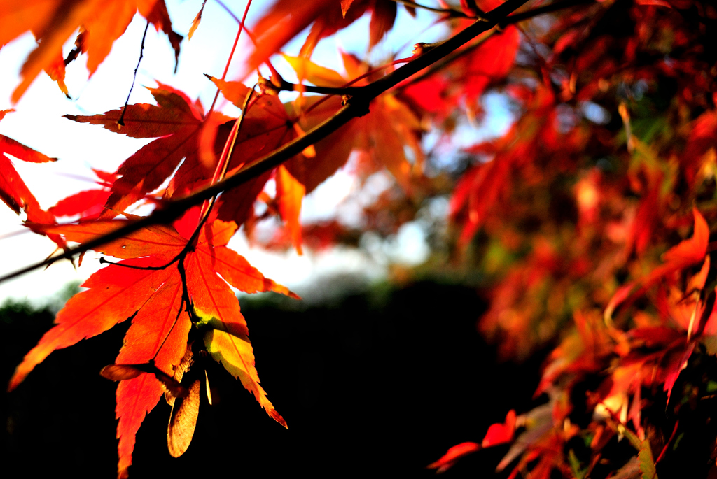 紅葉⑥