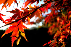 紅葉⑥