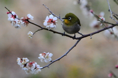 春近し