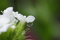 雨上がりにⅢ