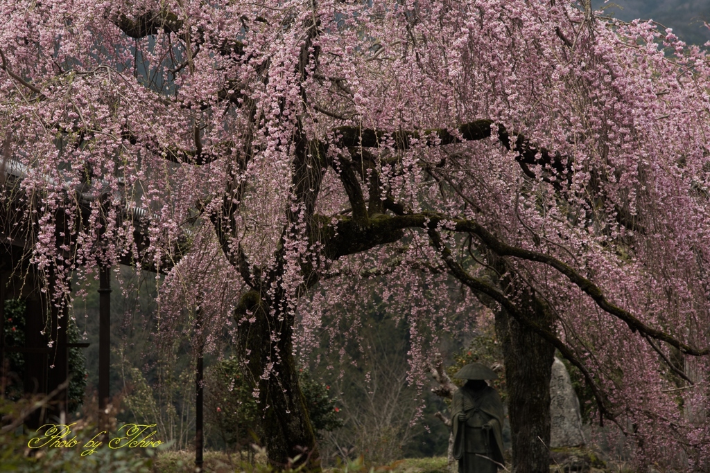 古寺にひっそりと