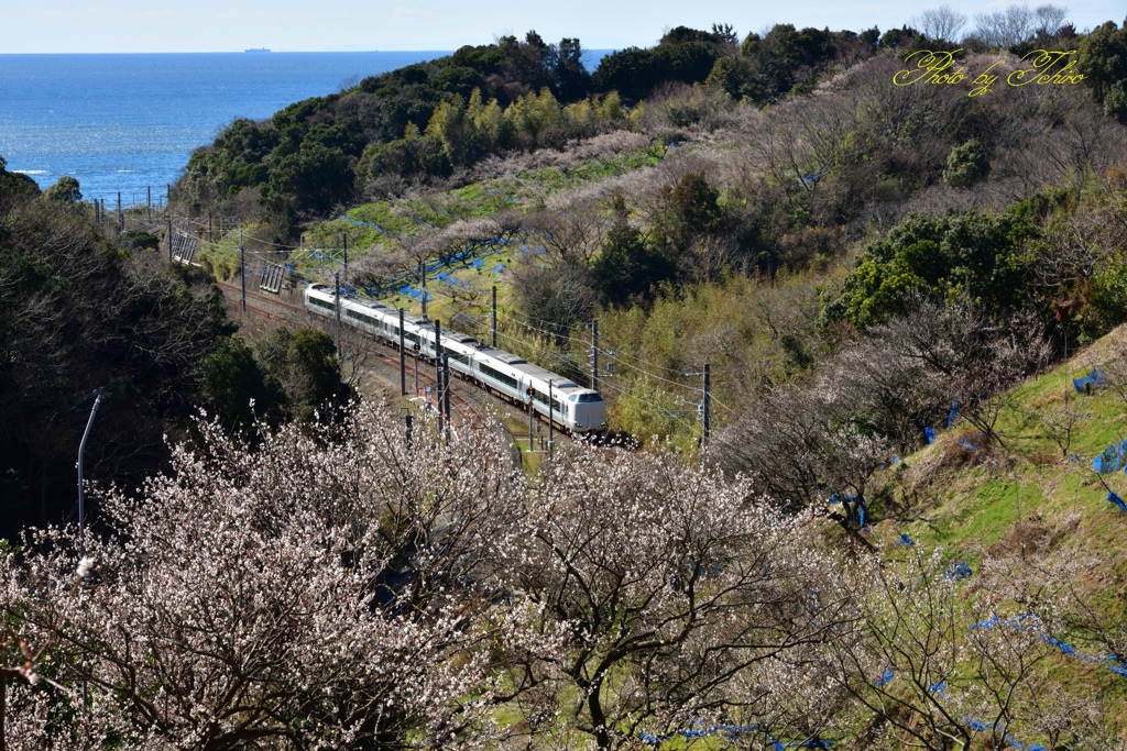 梅林と特急くろしお