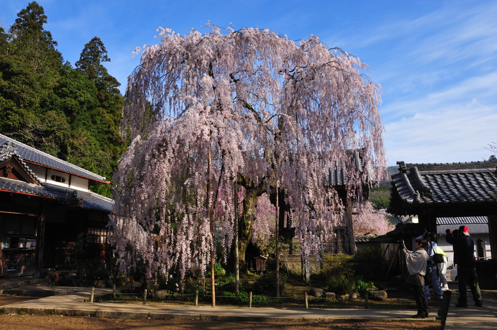 大野寺の枝垂れ桜