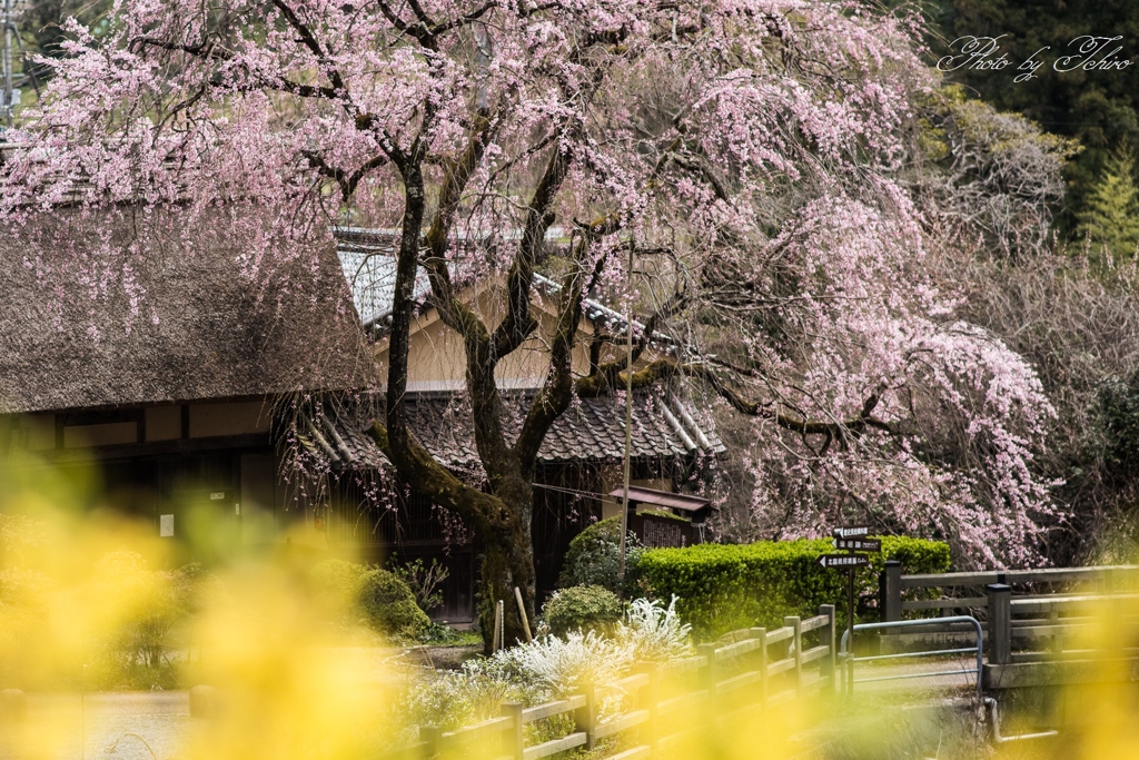 賀名生皇居跡枝垂れ桜