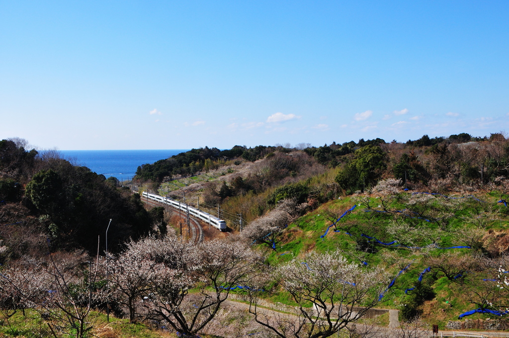 千里梅林と特急くろしお