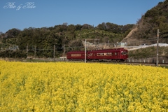 菜の花畑とうめ☆電車