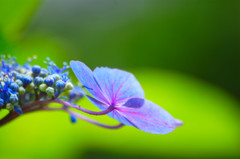 額紫陽花