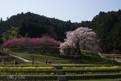 又兵衛桜