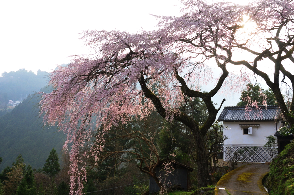 貝原の枝垂れ桜