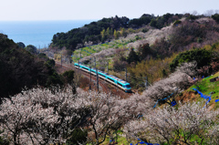 梅林と特急