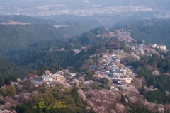 吉野山桜